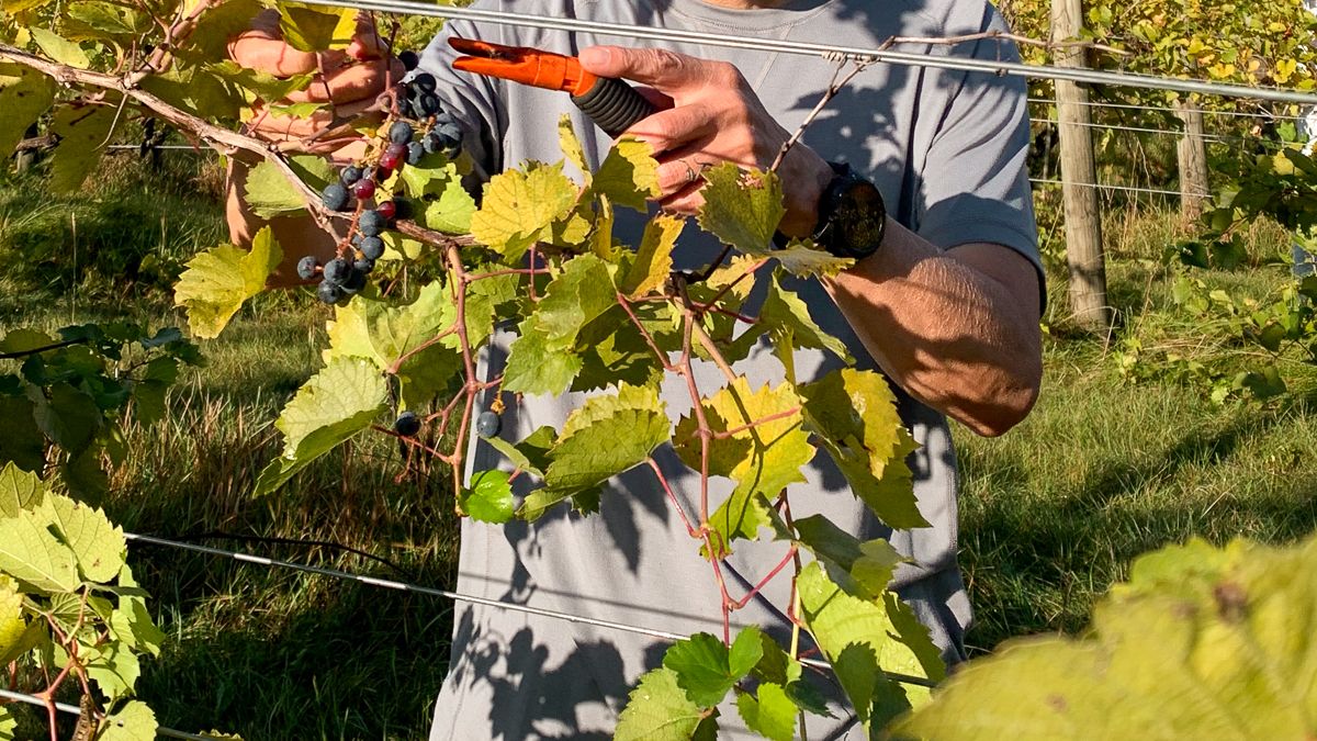 Man picking grapes at a vineyard in Minnesota.