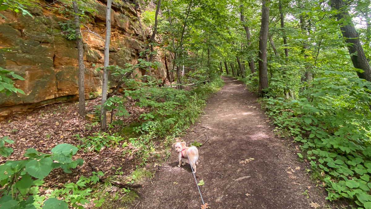 Dog on a hiking trail in Minnesota.